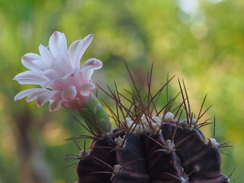 Close-up of flowering plant on field