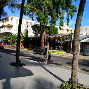 Street by trees in city