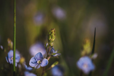 Close-up of purple flowering plant