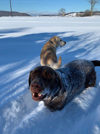 View of dog on snow