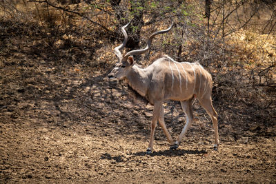 Male greater kudu walks past bushy slope