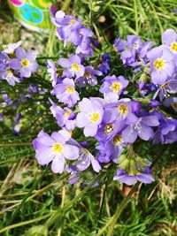 Close-up of purple flowers