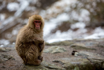 Portrait of monkey on rock during winter