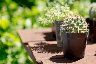 Close-up of potted plant on table