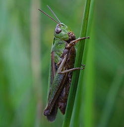 Close-up of grasshopper on leaf