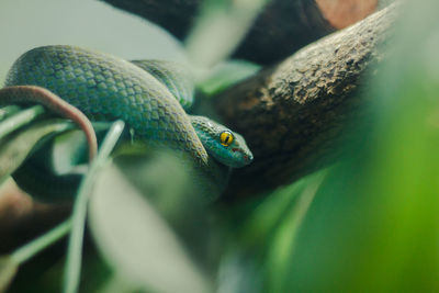 Close-up of lizard on tree