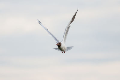 Low angle view of seagull flying in sky