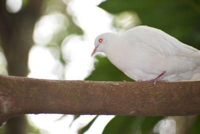 Close-up of parrot perching on branch