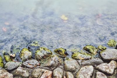 High angle view of snake on rock in lake
