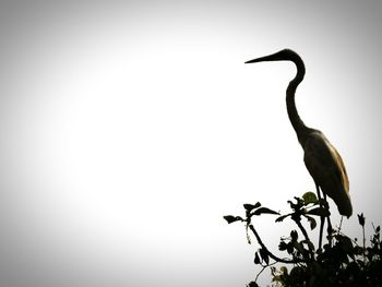 Low angle view of bird perching on tree