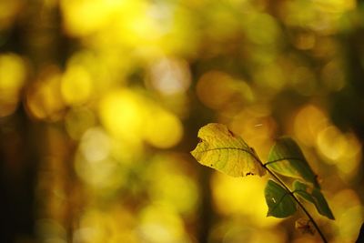 Close-up of yellow leaf during autumn