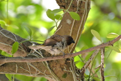 Bird perching on a branch