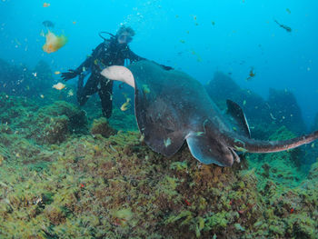 Fish swimming in sea