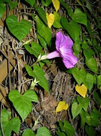 Close up of flowers