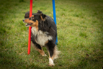 A sheltie doing the weaves, agility