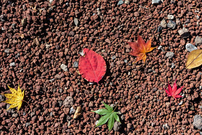 Autumn fallen red maple leaves on the ground. close-up, top view from above. fall seasonal concept 