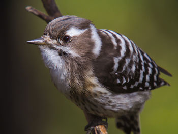 Close-up of owl perching outdoors