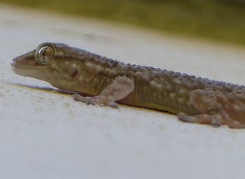 Close-up of lizard