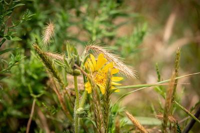 Close-up of yellow flowering plant on field