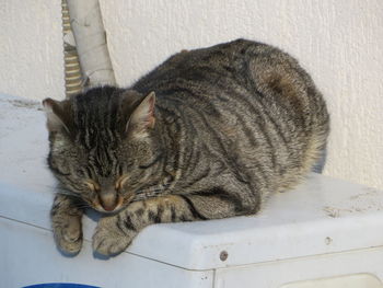 Close-up of cat relaxing