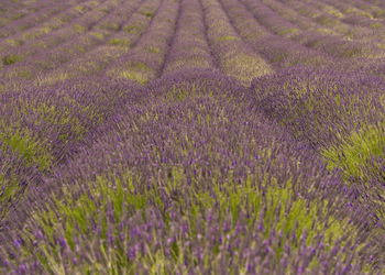 View of lavender growing in field