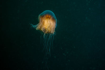 Close-up of jellyfish swimming in sea