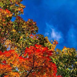 Low angle view of trees against cloudy sky