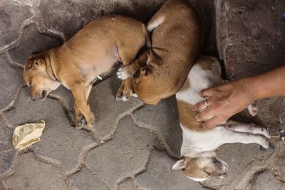 High angle view of hand feeding dog
