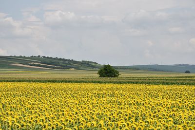 Scenic view of oilseed rape field against sky