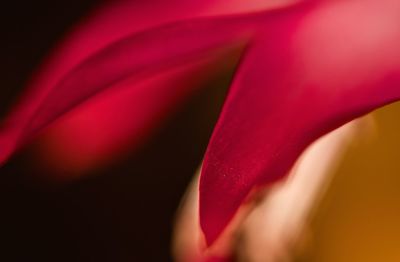 Close-up of red flower