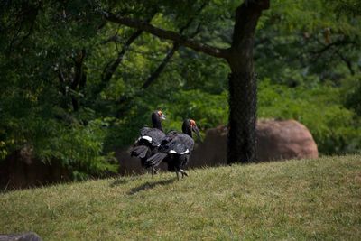 Two birds on a field