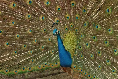 Peacock perching on ground