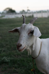 Close-up of white horse on field