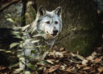 Close-up portrait of dog in forest