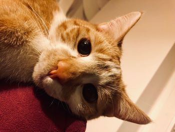 Close-up portrait of a cat at home