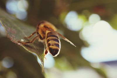 Close-up of bee on leaf