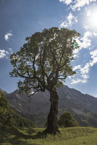 Tree by mountain against sky