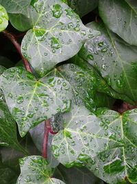 Close-up of wet leaves on plant
