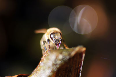 Close-up of spider on wood