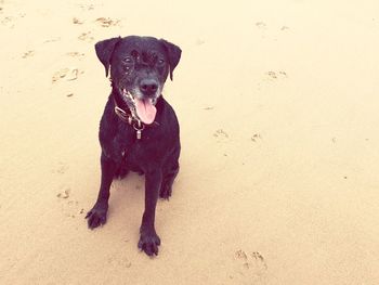 Portrait of dog on sand