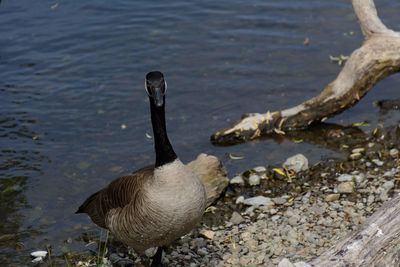 View of birds on lakeshore