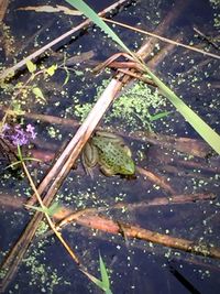 High angle view of wet leaves in pond during rainy season