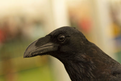 Close-up of a bird looking away