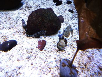 High angle view of crab on rock