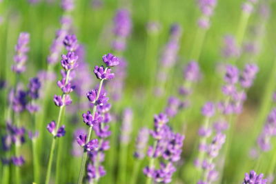 Close-up of purple flowering plants on field