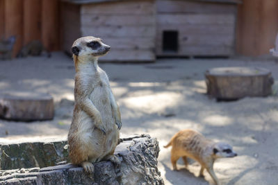 View of two animals outdoors