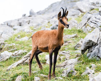 Side view of horse on rock