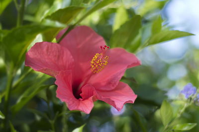 Close-up of pink flower