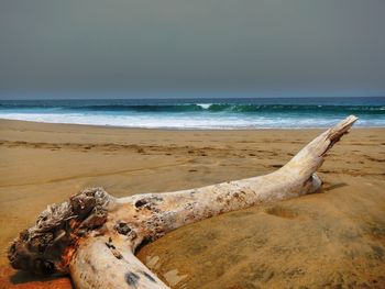 Driftwood on beach against sky