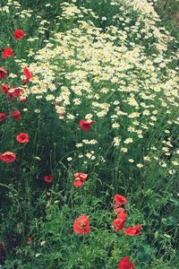 Full frame shot of red flowers blooming in field